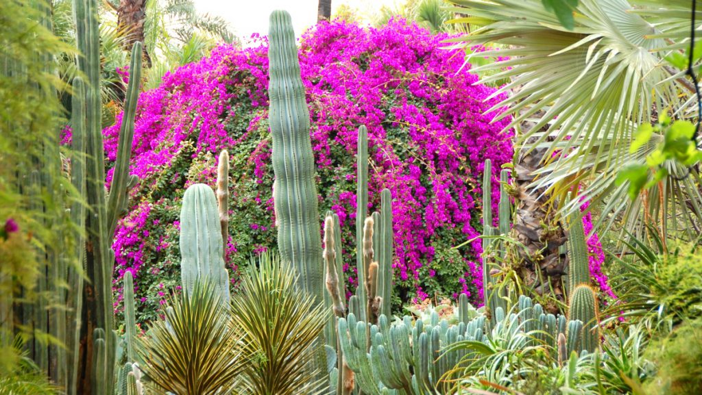 Fakta om Marocko - Marrakech trädgård