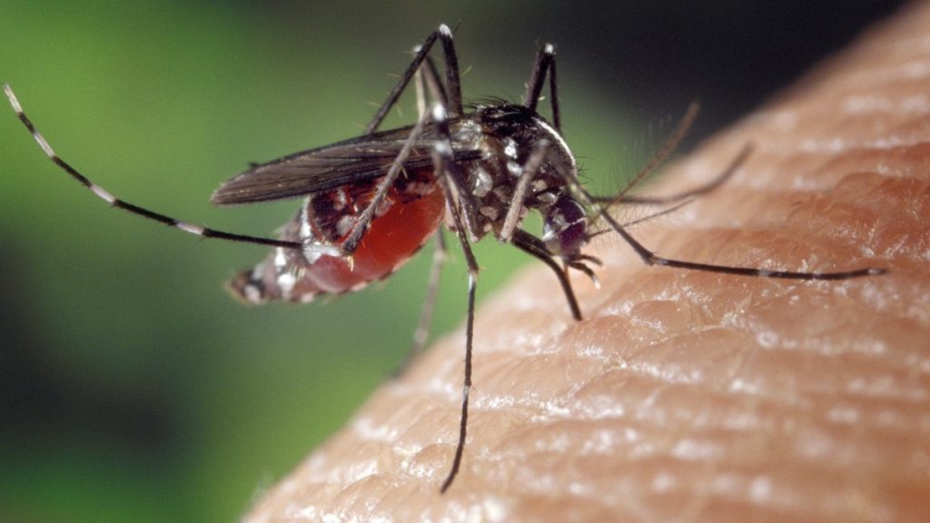 Världens dödligaste djur: mygga