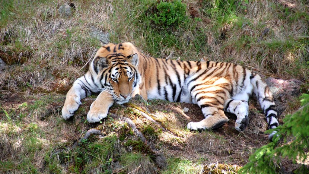 Tiger i Orsa björnpark