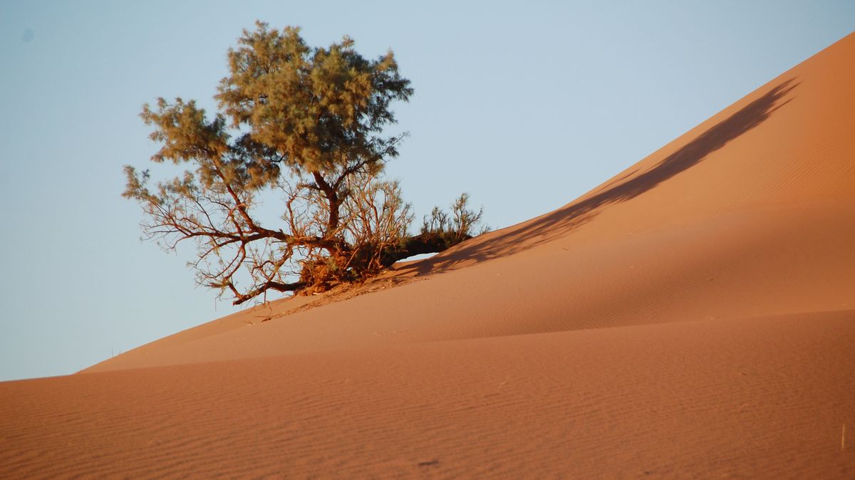 Sahara träd