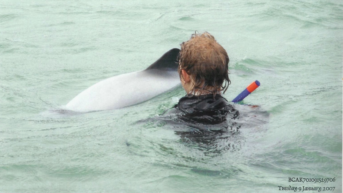 Simma med delfiner Nya Zeeland