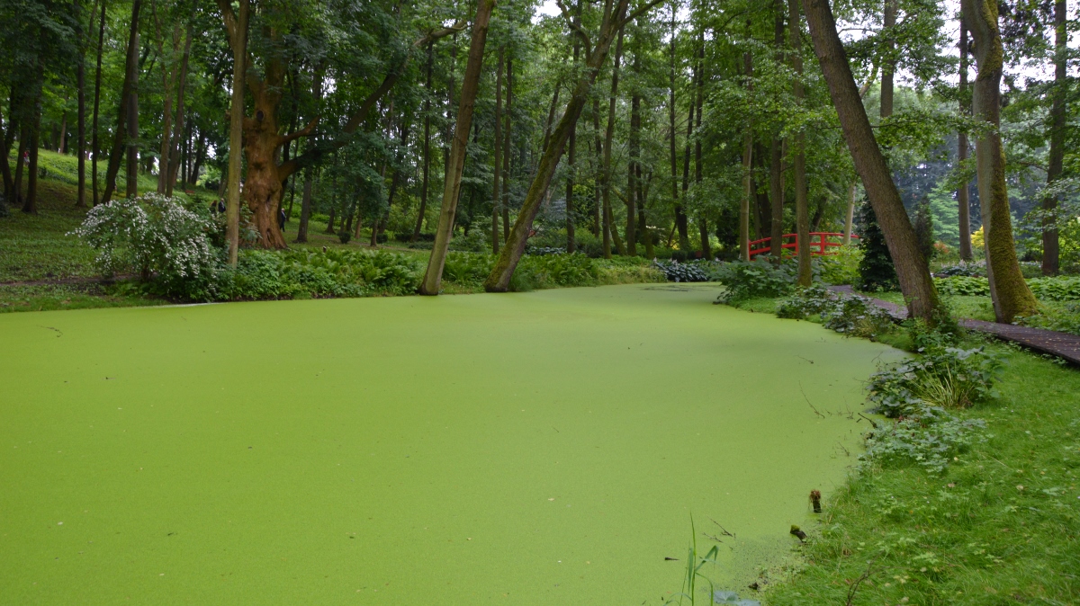 En grön oas vid Mierzecin i Polen