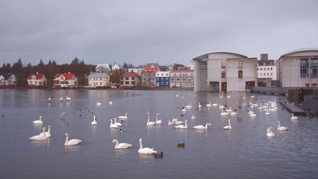 Svanar reykjavik