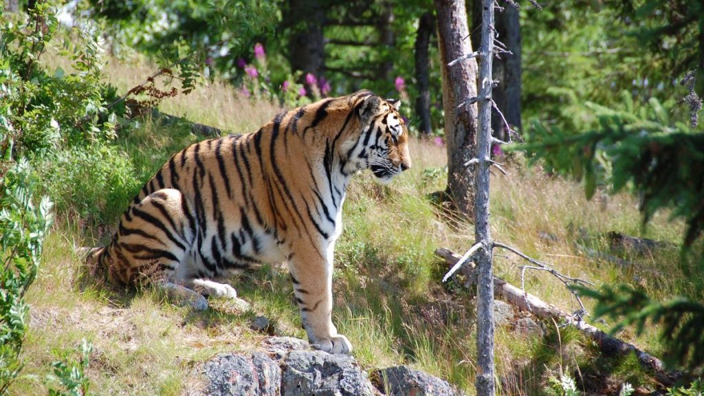 Tiger Orsa björnpark