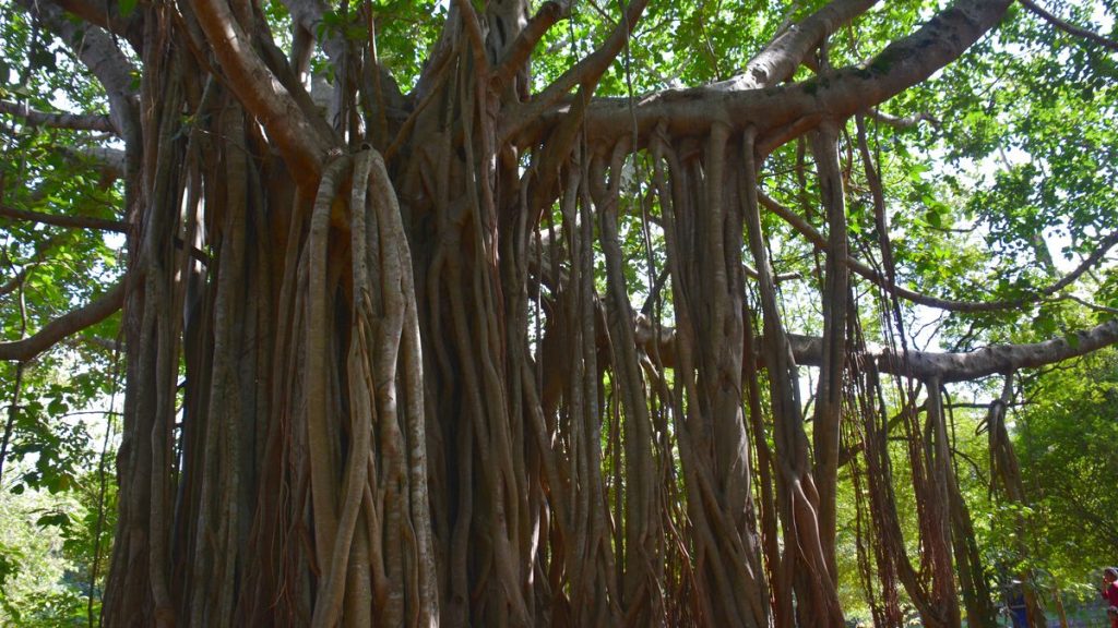 Träd i Sigiriya