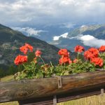 Schweiziska alper – och tillverkning av racletteost