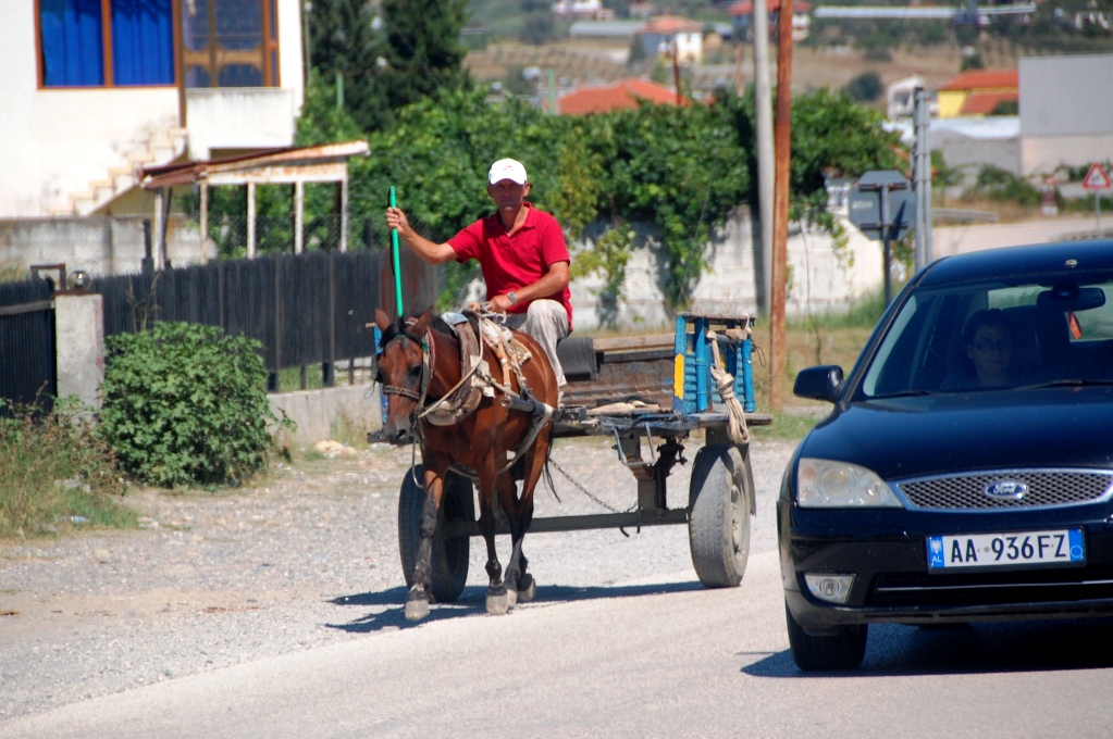 Man vet aldrig vad man möter på vägarna i Albanien