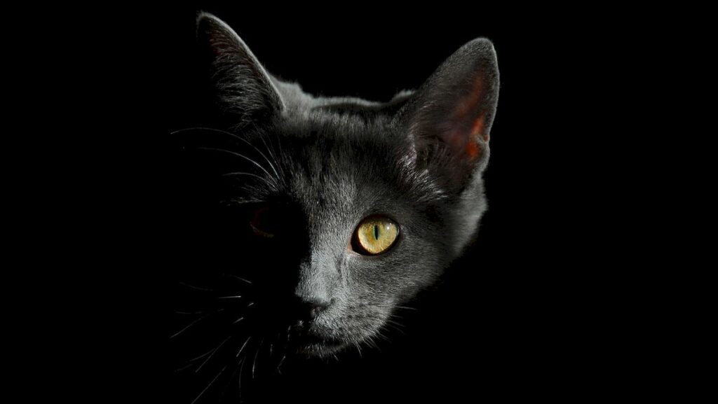 Katt i mörker