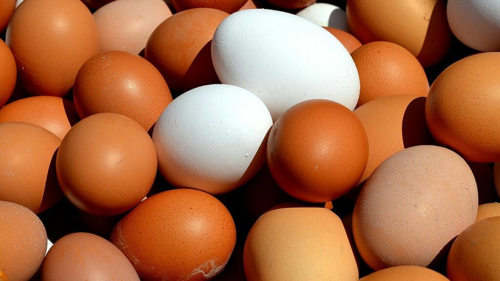 Fakta om ägg