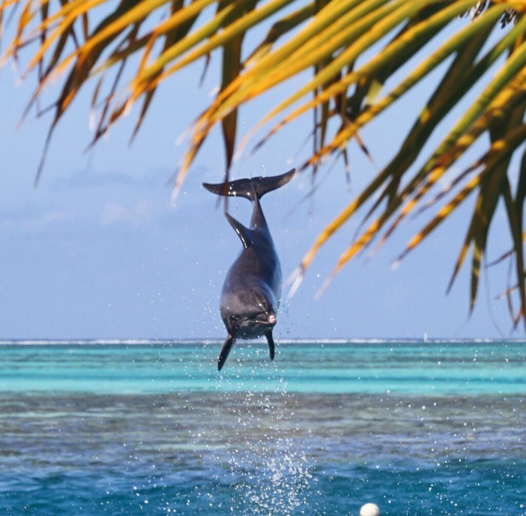 Delfin på Moorea