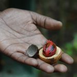 Kryddträdgårdar i Sri Lanka – blir man lurad?