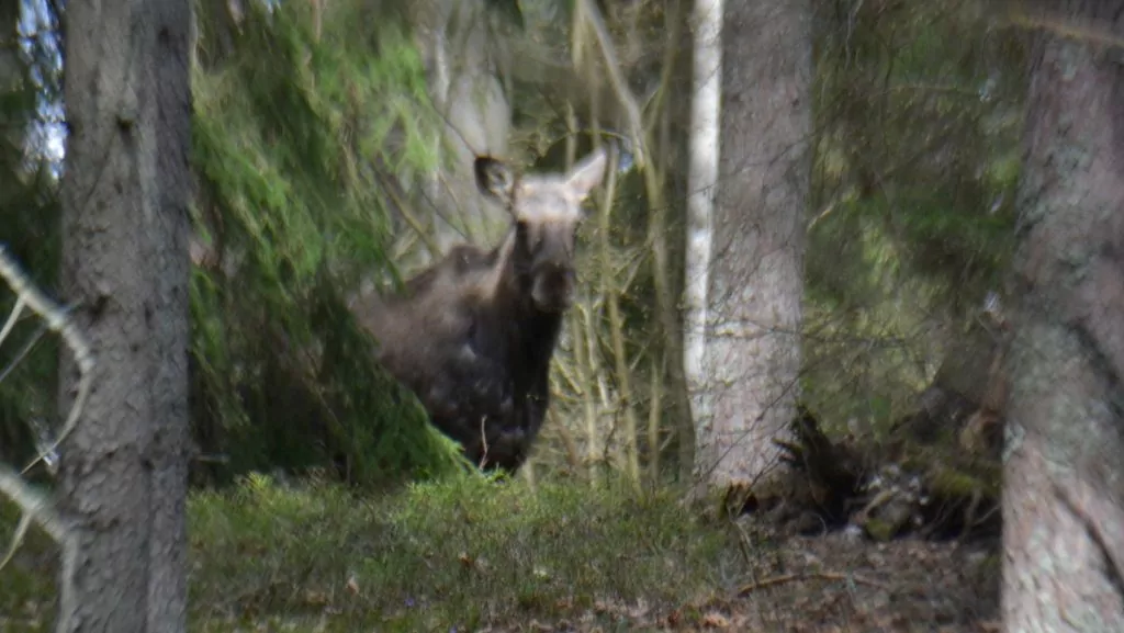 älg