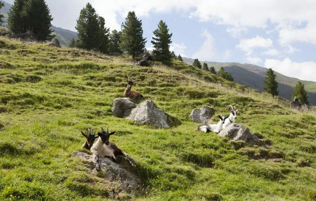 Sommar i St Johann in Tirol