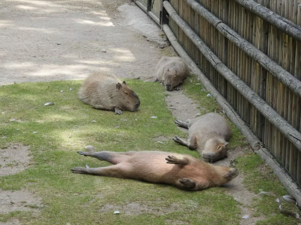 Kapybaror