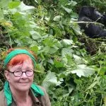 Gorillor i Uganda – Tant Anna och Silverryggen