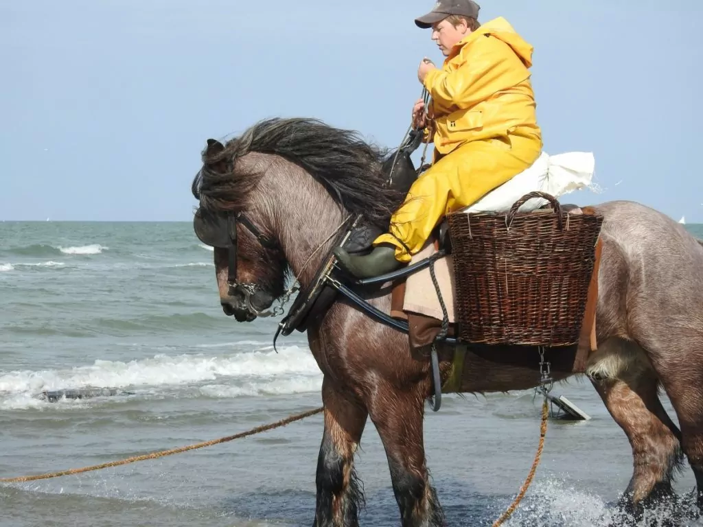 Räkfiske med häst i Belgien