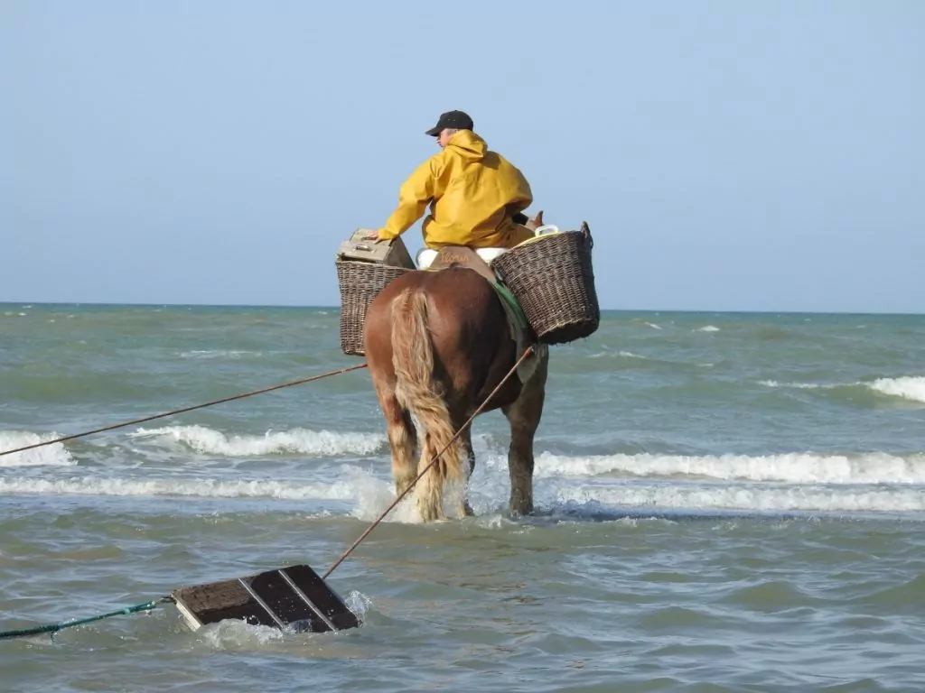 Räkfiske med häst i Belgien