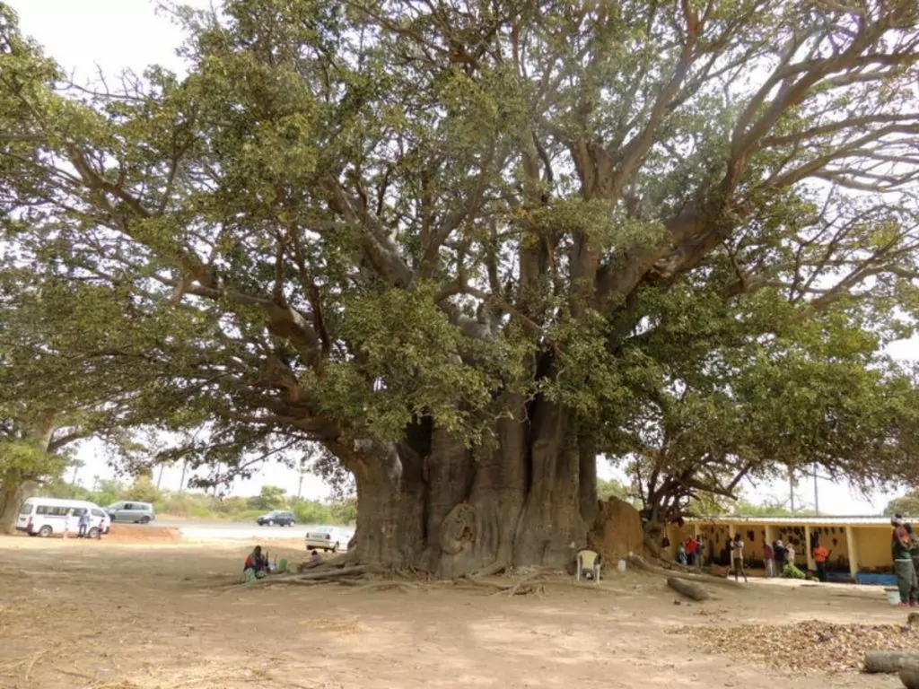 baobaträd