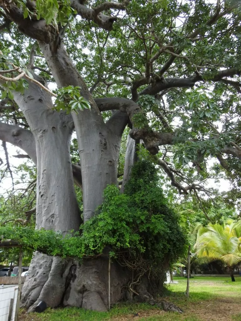 baobabträdet