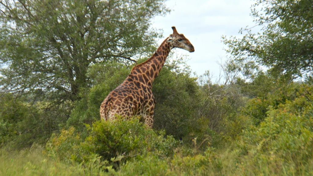 Giraff