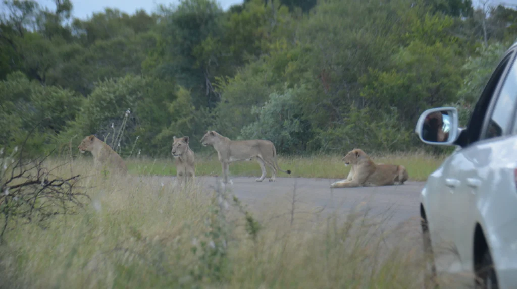 Att besöka Krugerparken i Sydafrika