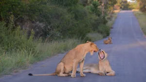 Djur i Krugerparken i Sydafrika