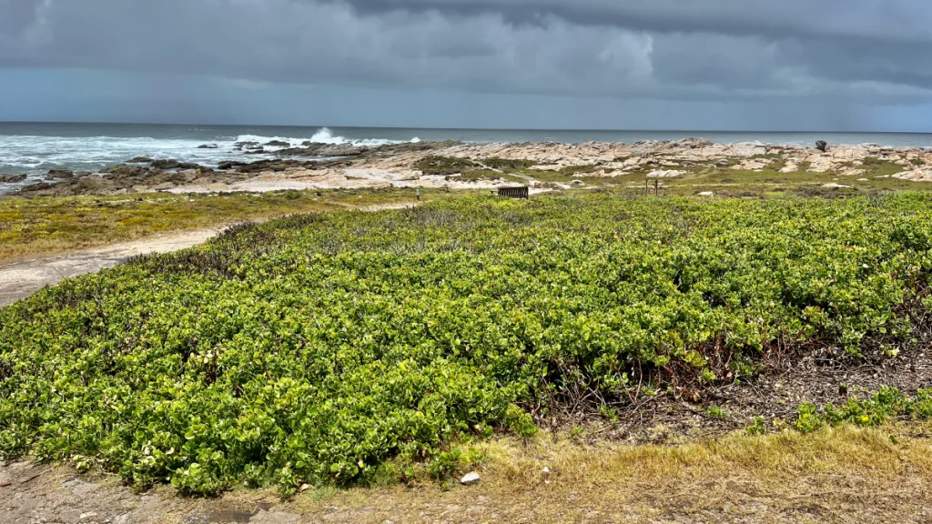 St Francis Bay och Cape St Francis