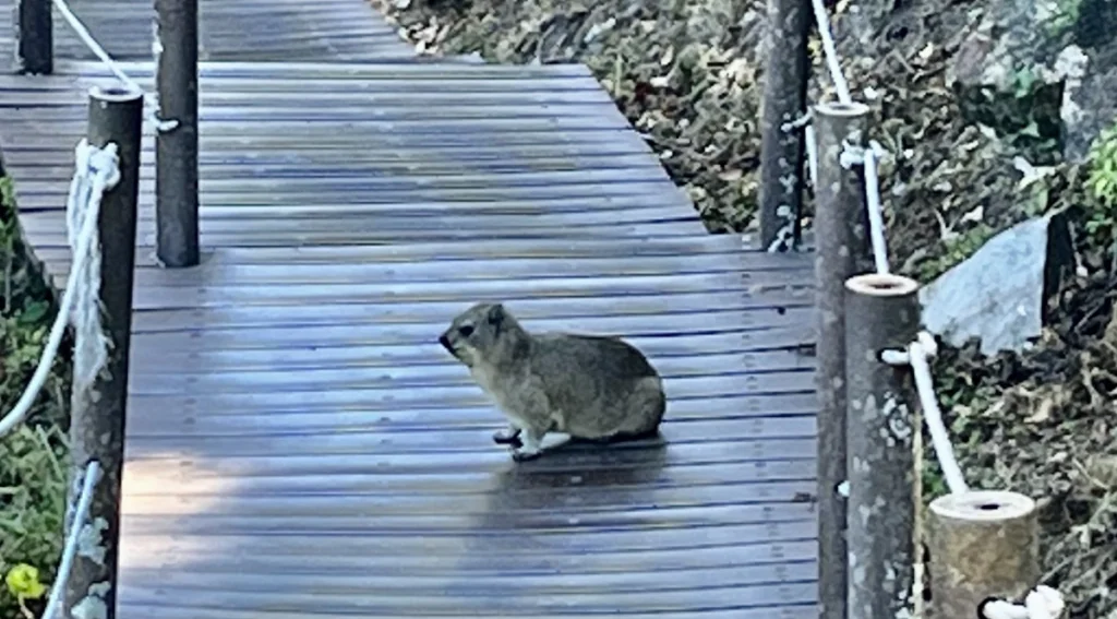 klipphyrax