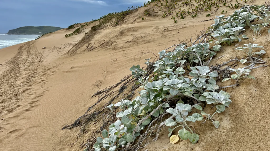 Att besöka Robberg naturreservat i Sydafrika