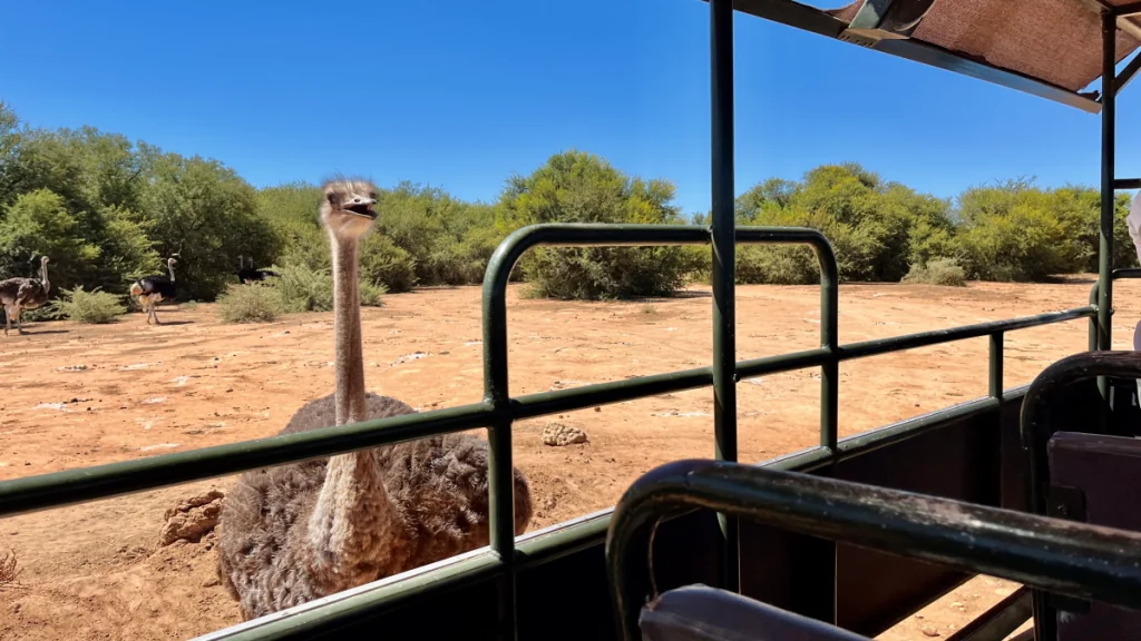 Safari Ostrich farm i Oudtshoorn i Sydafrika