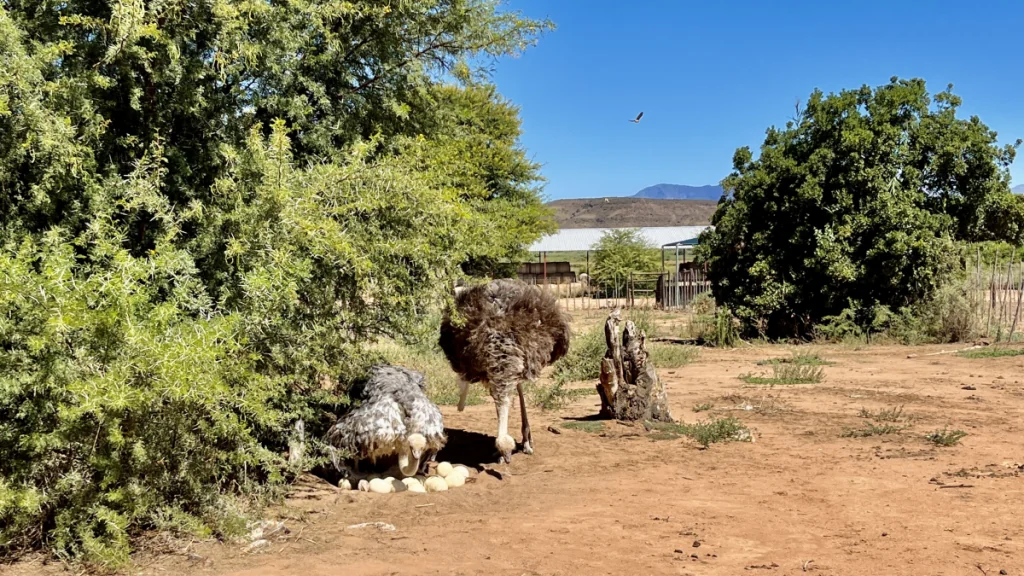 Strutsar i Oudtshoorn i Sydafrika