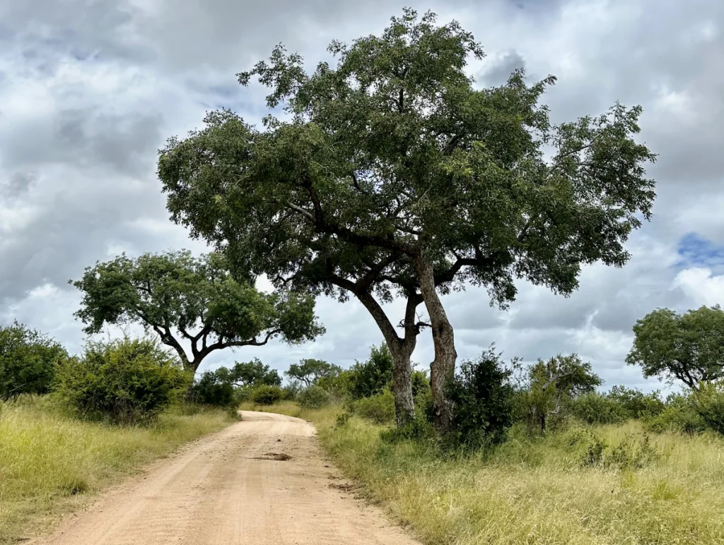 Krugerparken