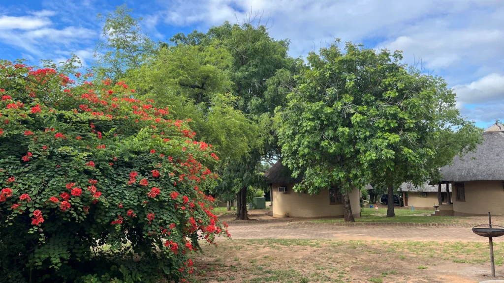 Att besöka Krugerparken i Sydafrika