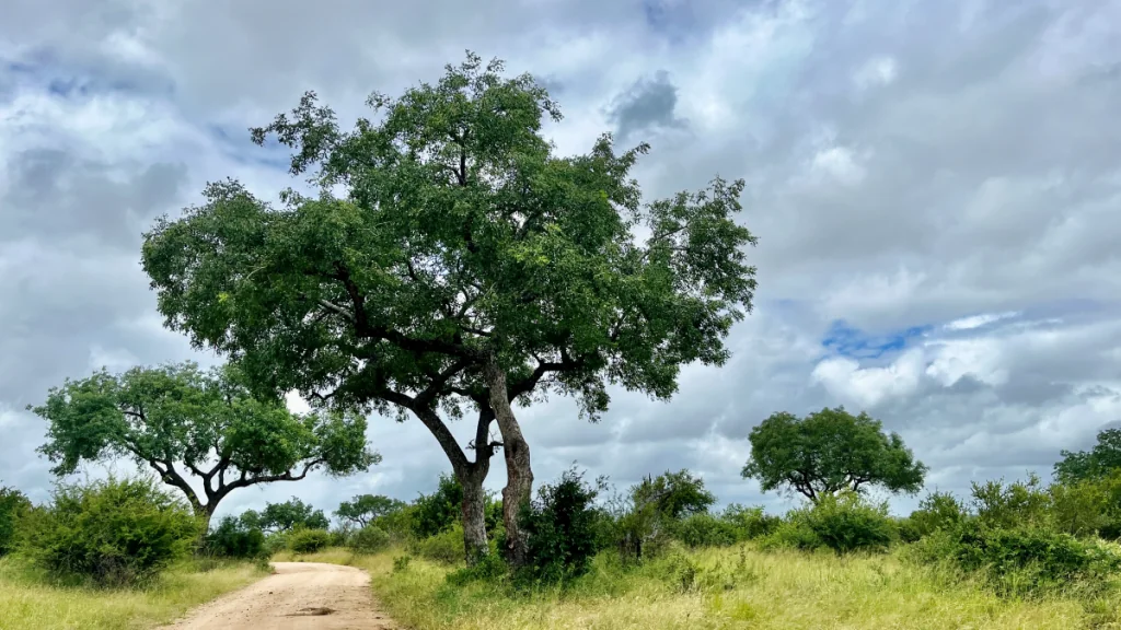 Att besöka Krugerparken i Sydafrika