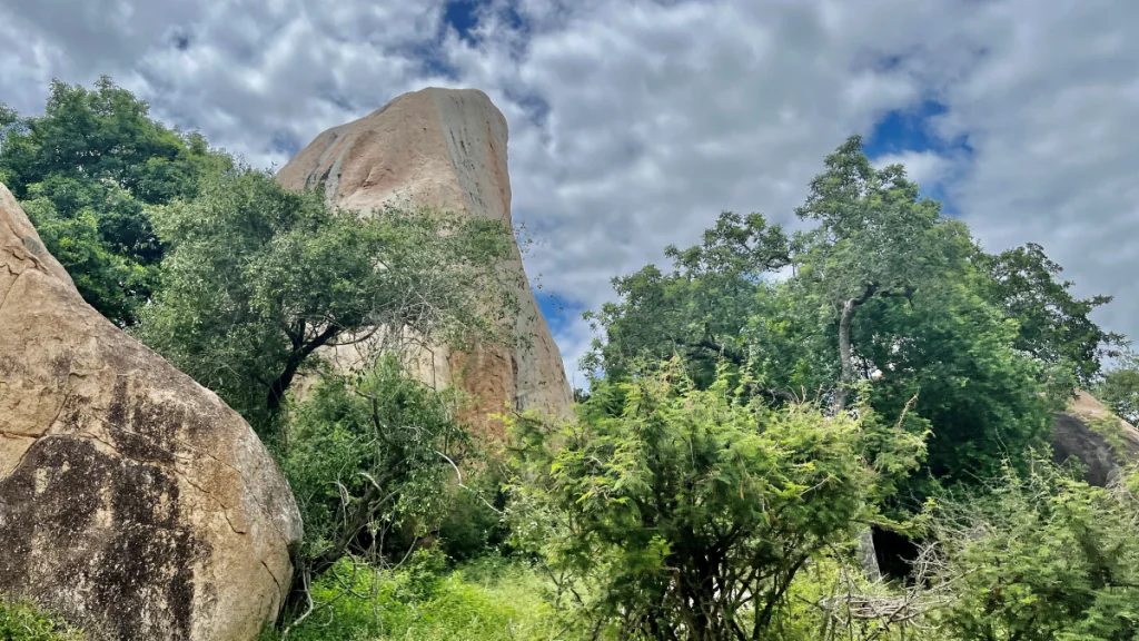 Att besöka Krugerparken i Sydafrika