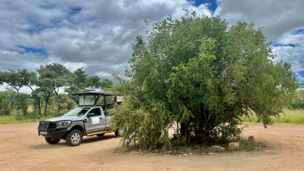 Att besöka Krugerparken i Sydafrika