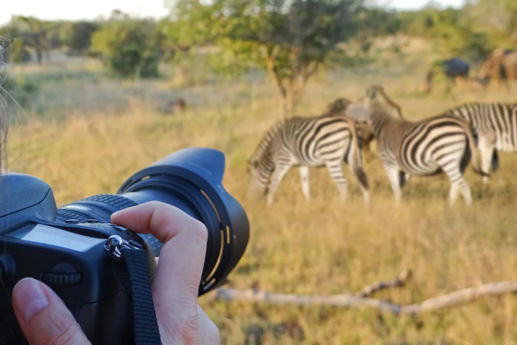 Safari med zebror