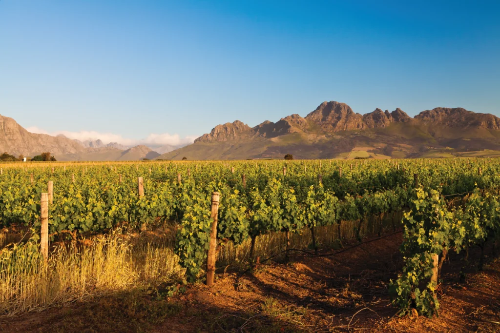 Vingårdar i Stellenbosch