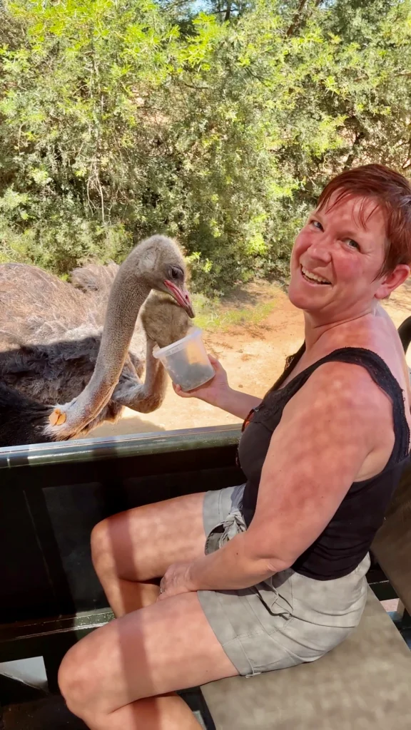 Safari ostrich farm i Oudtshoorn i Sydafrika