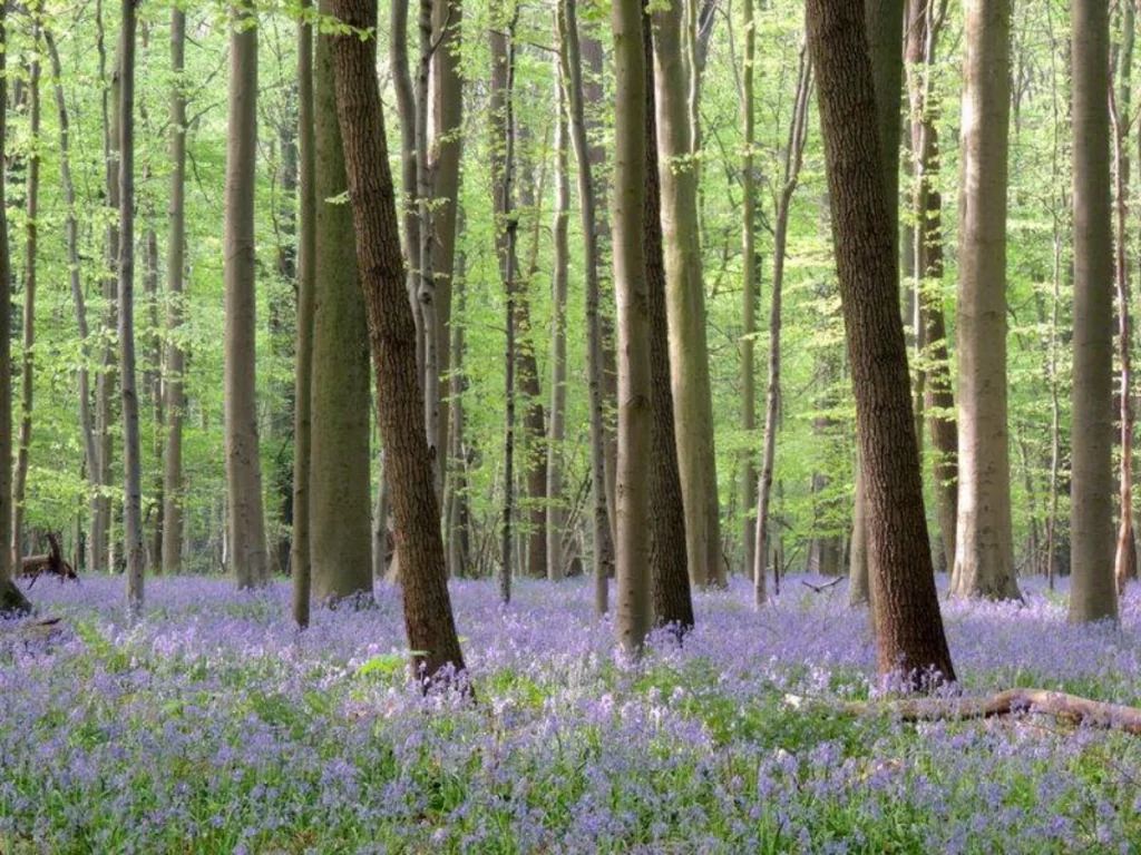 Hallerbos i Belgien - Blå skogen