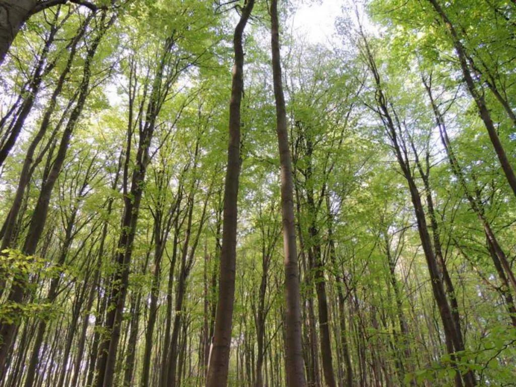 Hallerbos i Belgien - Blå skogen