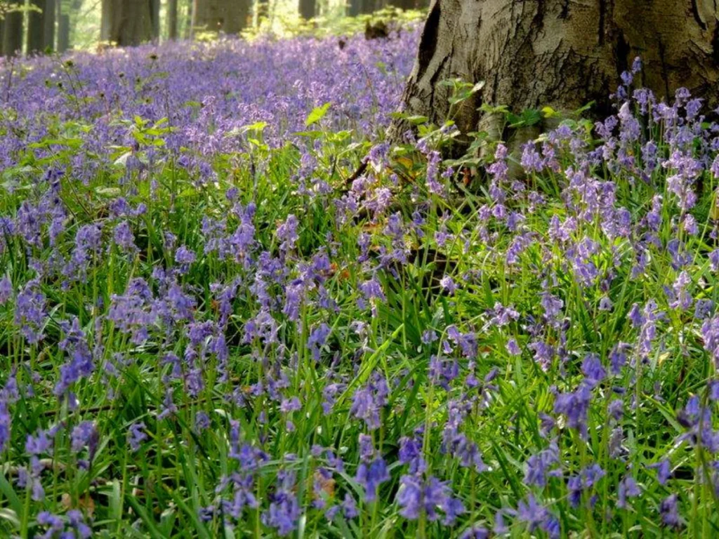 Hallerbos i Belgien - Blå skogen