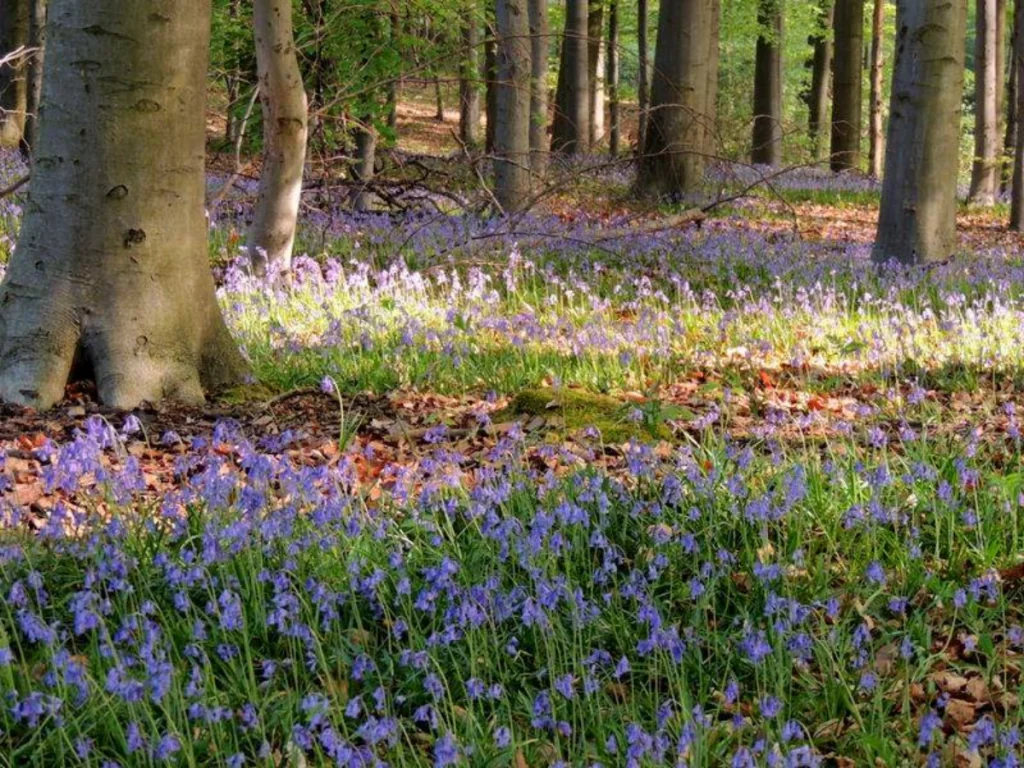 Hallerbos i Belgien - Blå skogen