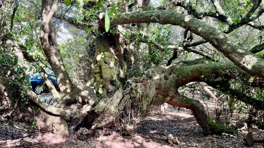 Post Office Tree