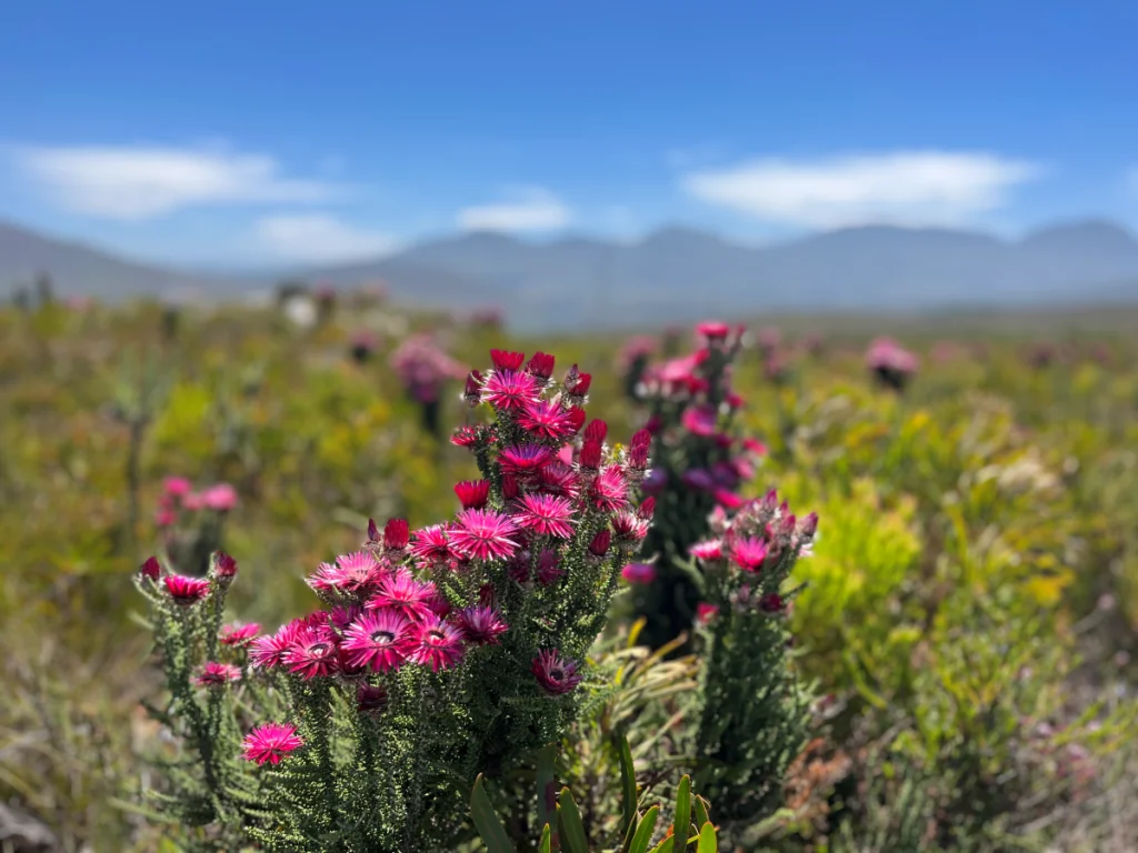 Fynbos