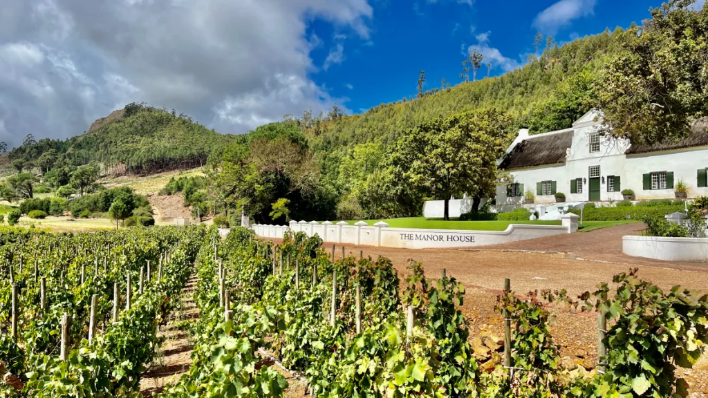 Vintåget i Franschhoek - Rickety Bridge Estate