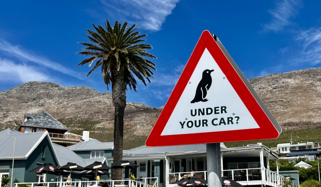Look out for penguins under the car