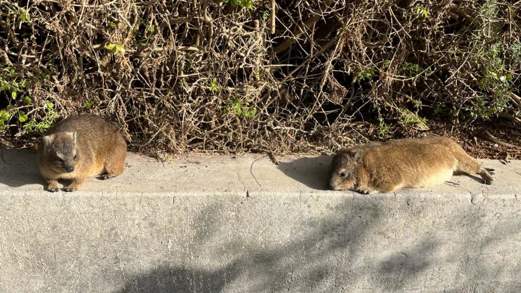 Dassie - klipphyrax