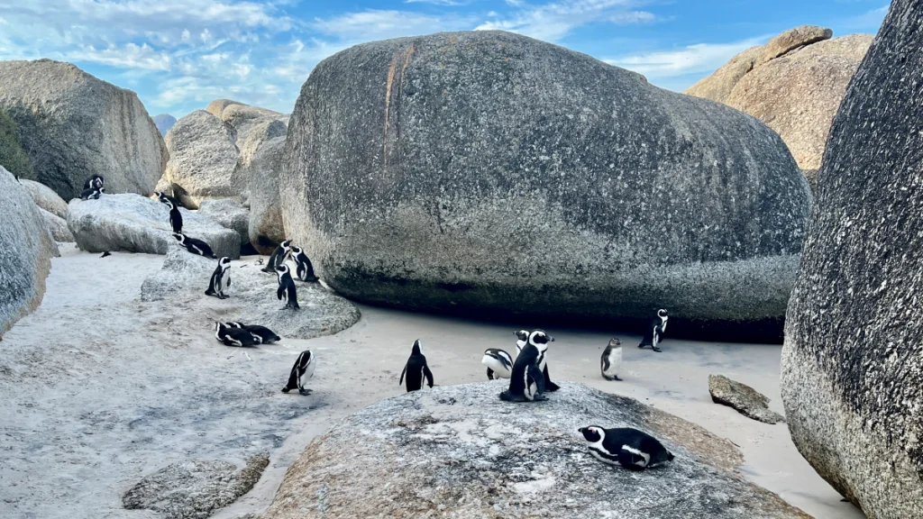Pingviner i Boulders Beach - Simon's Town i Sydafrika