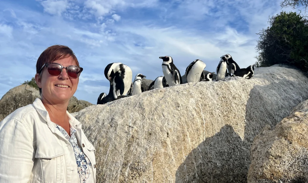 Pingviner i Boulders beach - Simon's Town i Sydafrika